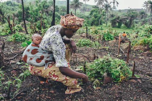 Nourrir le monde, nourrir l’Afrique : les luttes paysannes ouest-africaines mises en perspective