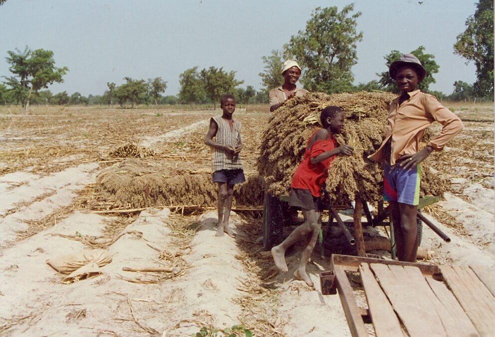 Objectifs du millénaire pour le développement (OMD), agriculture durable et solidarité internationale : une mise en perspective