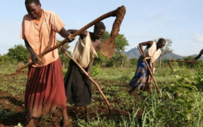 Afrique de l’Ouest : les paysans sont de retour