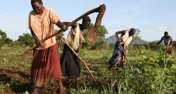 Afrique de l’Ouest : les paysans sont de retour