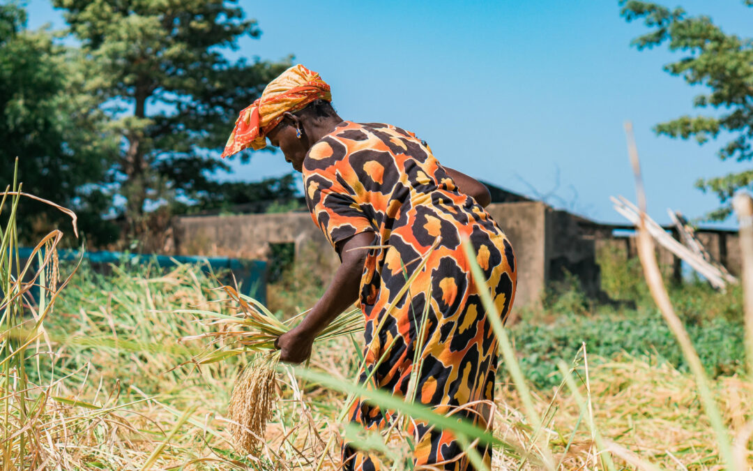 Assurance agricole pour 7000 agricultrices